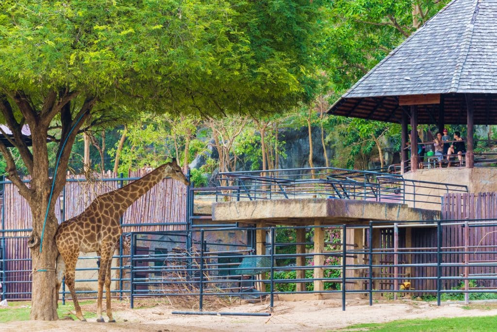 สวนสัตว์เปิดเขาเขียว 10 อันดับฮิตติดชาร์ตในเอเชีย asiatopten.com